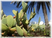 Mediterrane Flora